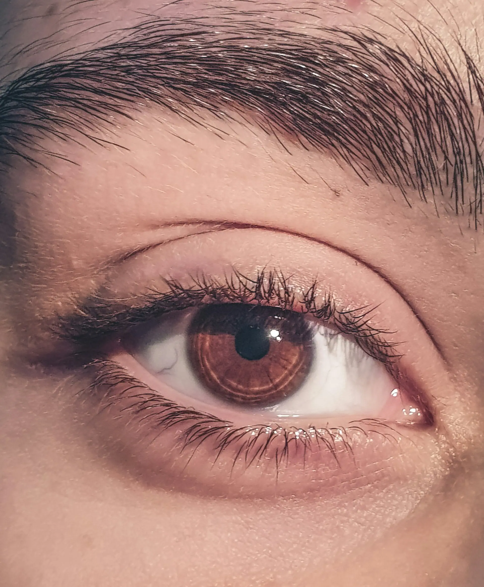 Macro photo of a full eyebrow above an amber eye
